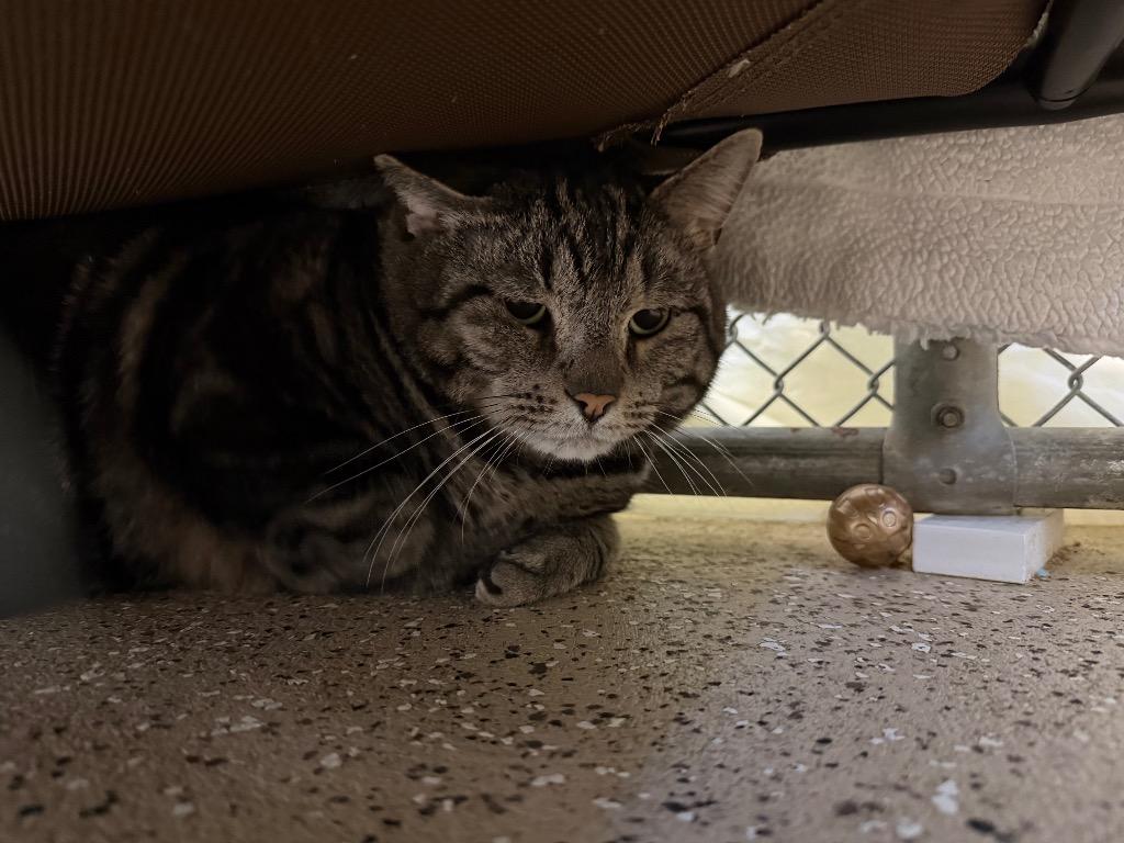 Enlarge Deacan, a Adoptable mixed breed in Waverly, NY image 6/6