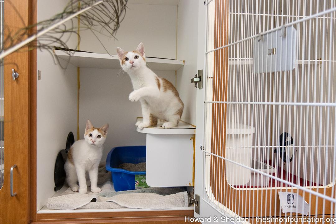 Howard & Sheldon, an adopted Domestic Short Hair in Bloomfield, CT image 4/4