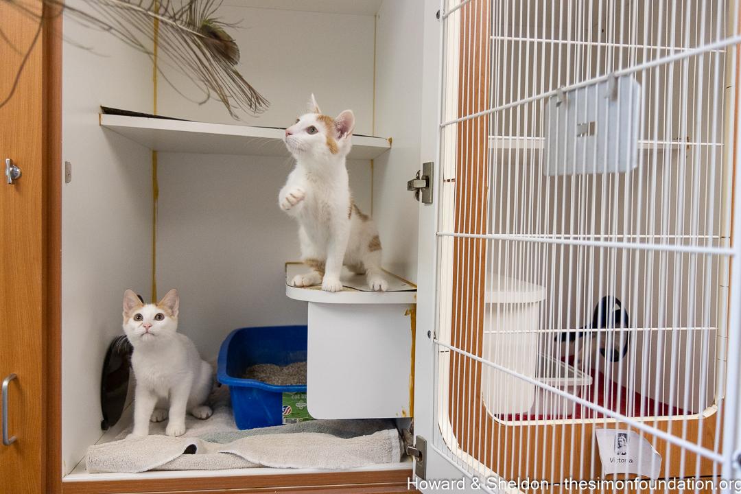 Howard & Sheldon, an adopted Domestic Short Hair in Bloomfield, CT image 2/4