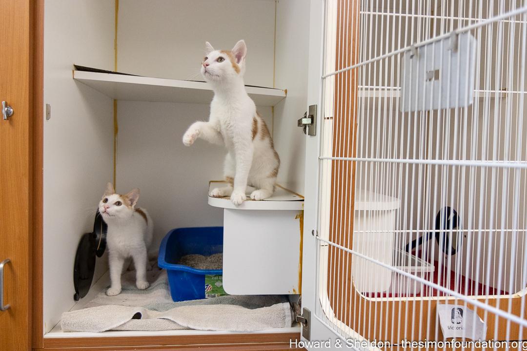 Howard & Sheldon, an adopted Domestic Short Hair in Bloomfield, CT image 3/4
