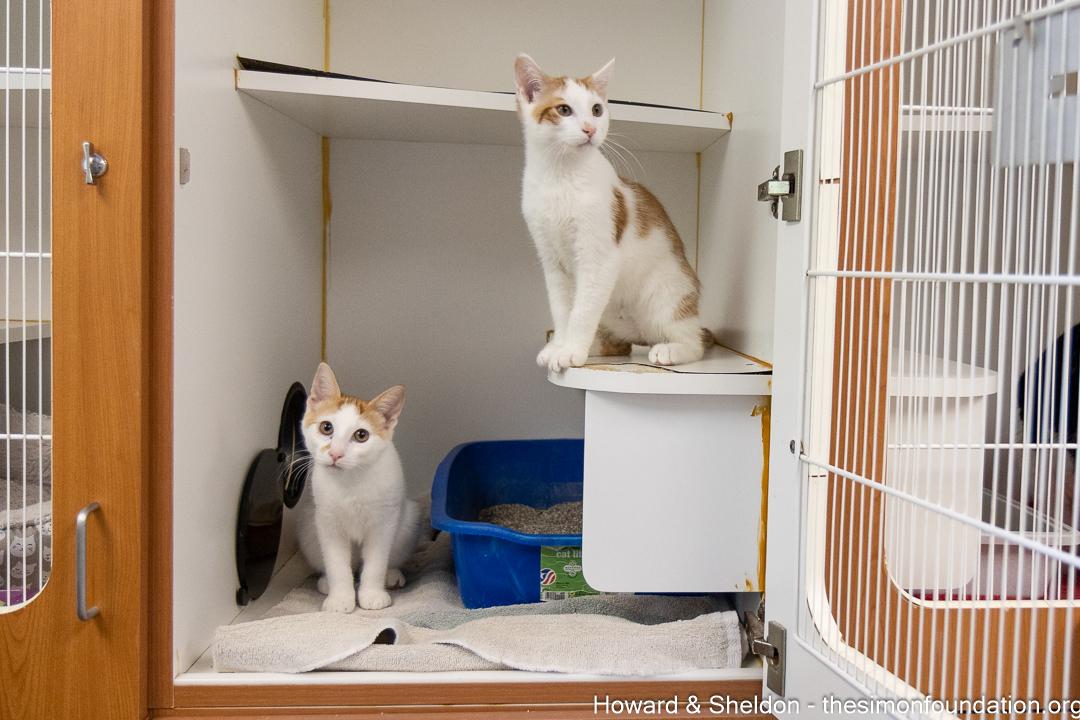 Howard & Sheldon, an adopted Domestic Short Hair in Bloomfield, CT image 1/4