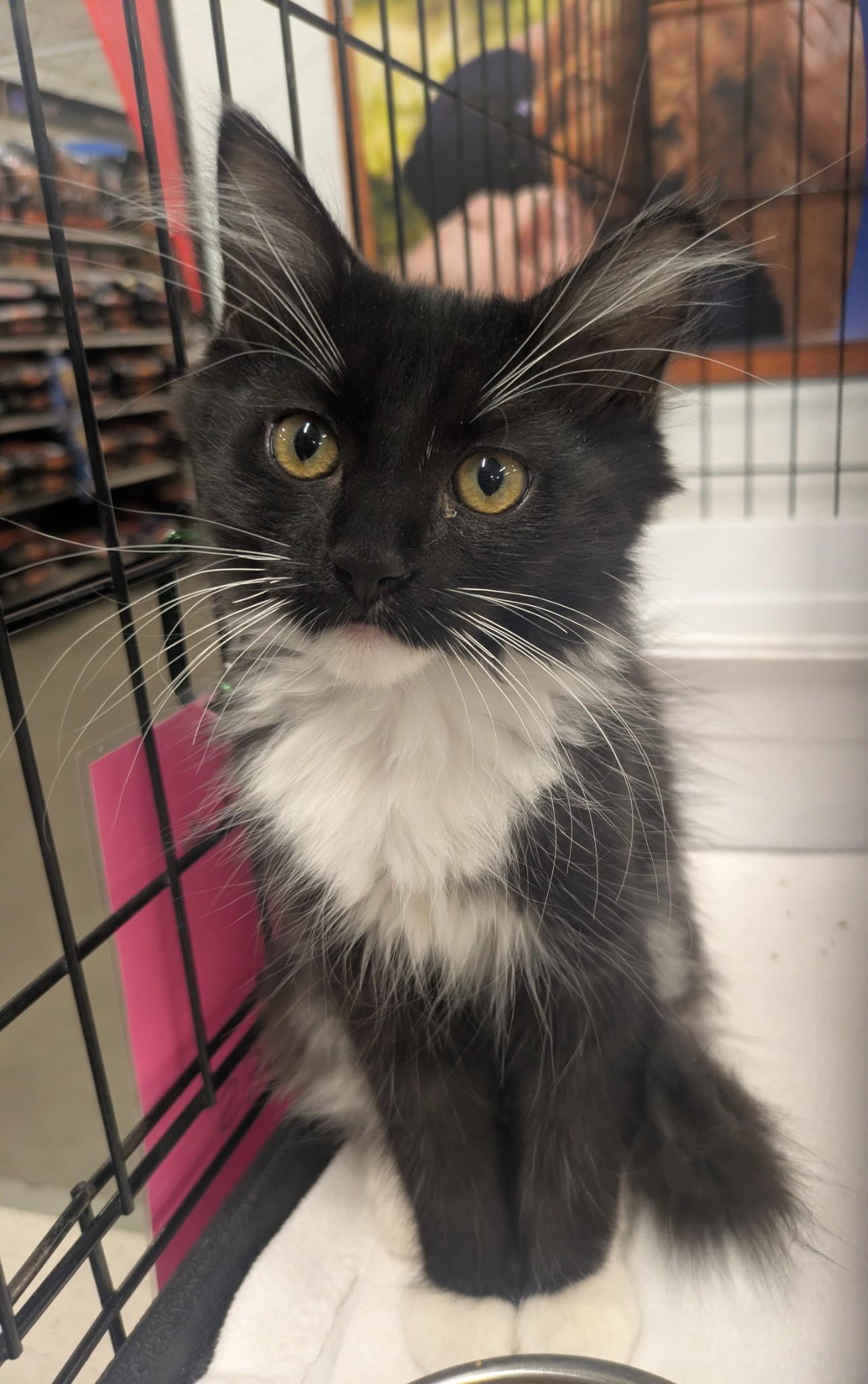 Enlarge Fluff -Little Tuxedo, Big Heart - Courtesy Listing, an adopted Tuxedo in Prescott, AZ image 1/1