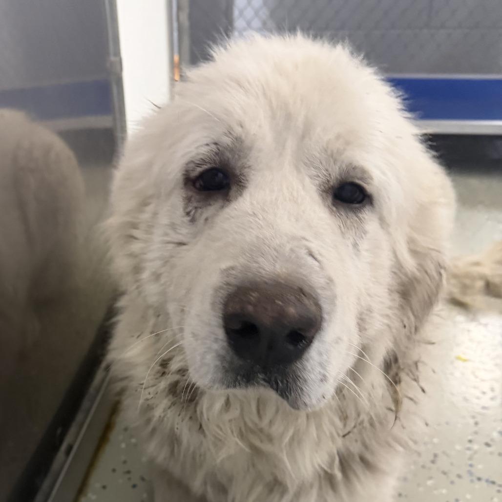 Enlarge Snowball, a Adoptable Great Pyrenees in Marion, VA image 1/2