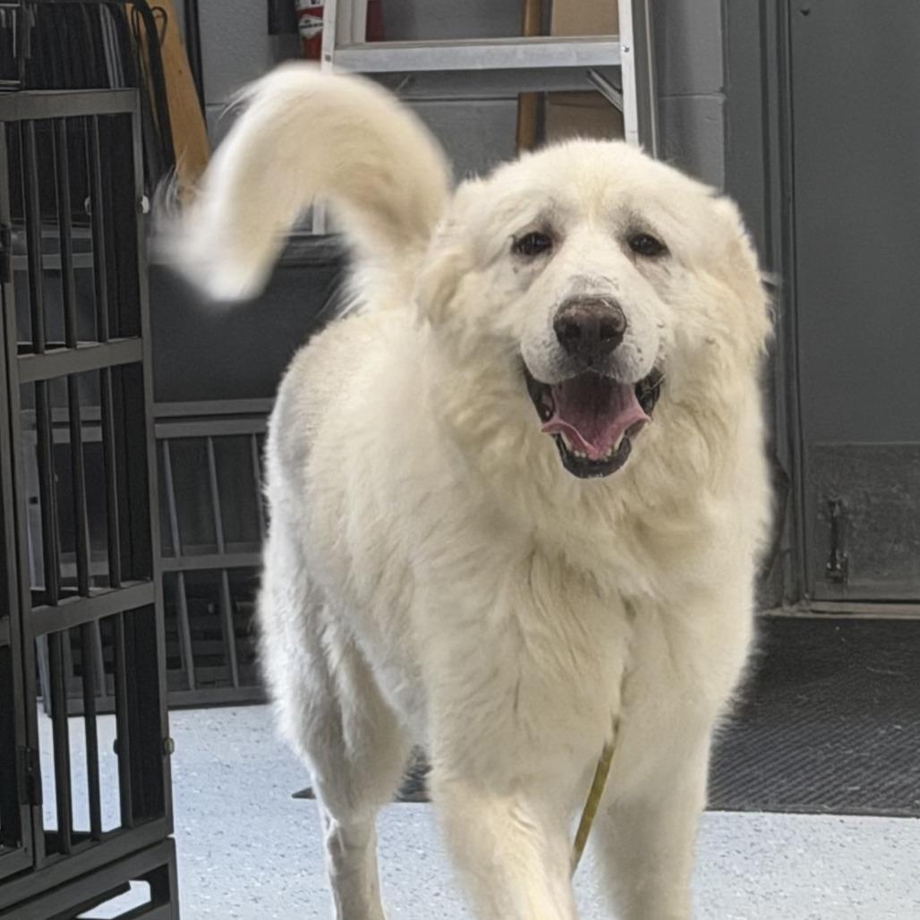 Enlarge Snowball, a Adoptable Great Pyrenees in Marion, VA image 2/2