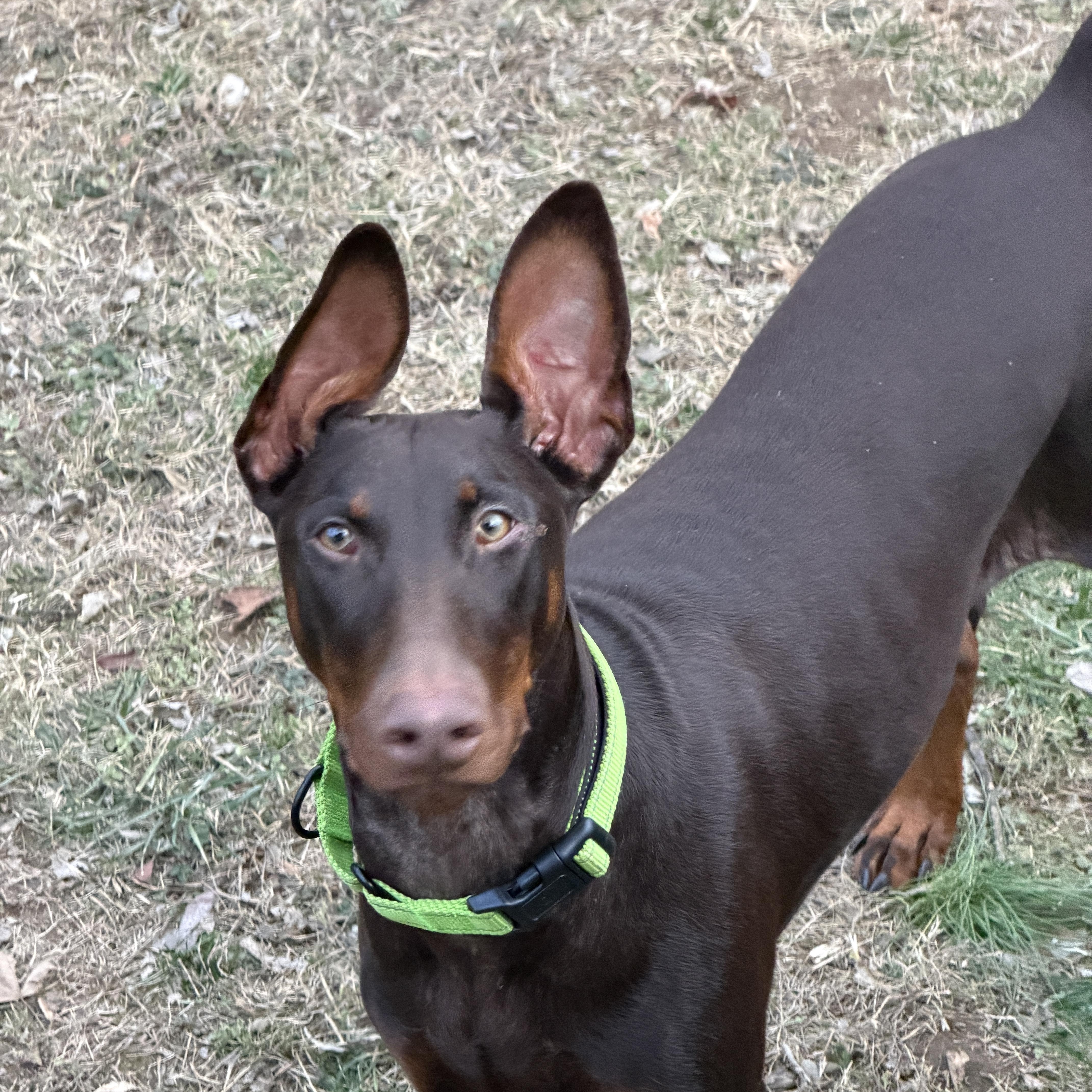 Enlarge Maggie May, a ADOPTABLE Doberman Pinscher in Nashville, TN image 2/5