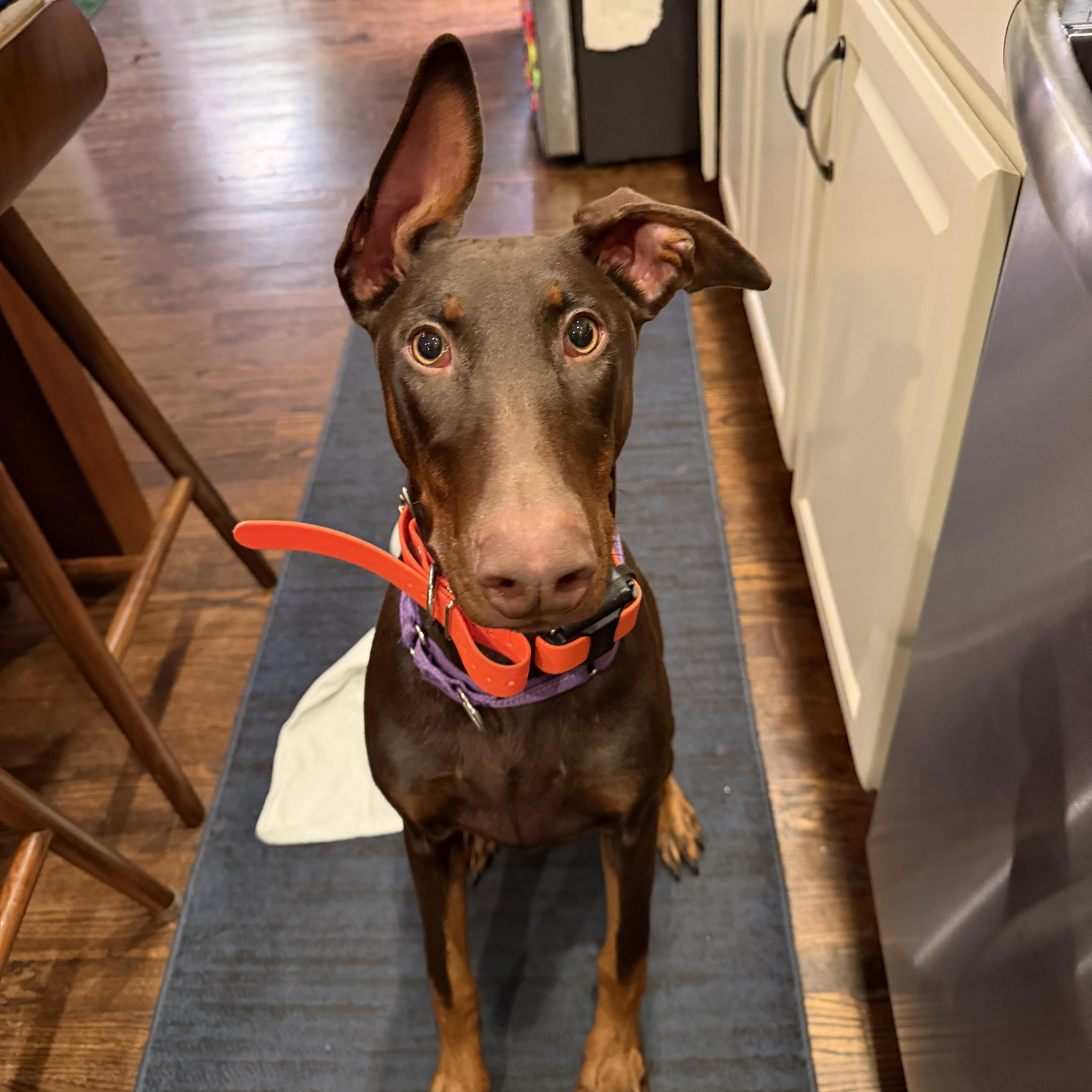Enlarge Maggie May, a ADOPTABLE Doberman Pinscher in Nashville, TN image 4/5