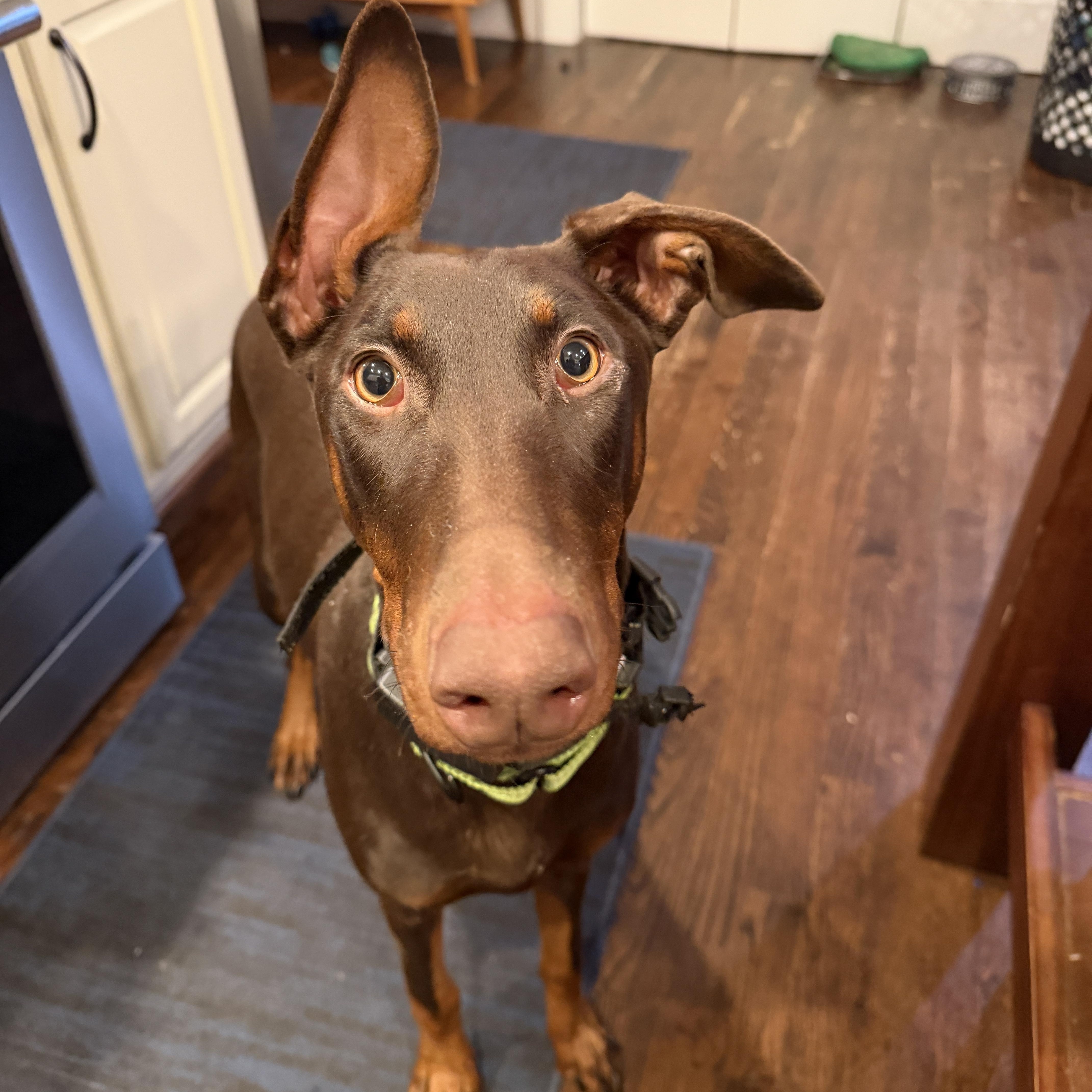 Enlarge Maggie May, a ADOPTABLE Doberman Pinscher in Nashville, TN image 1/5