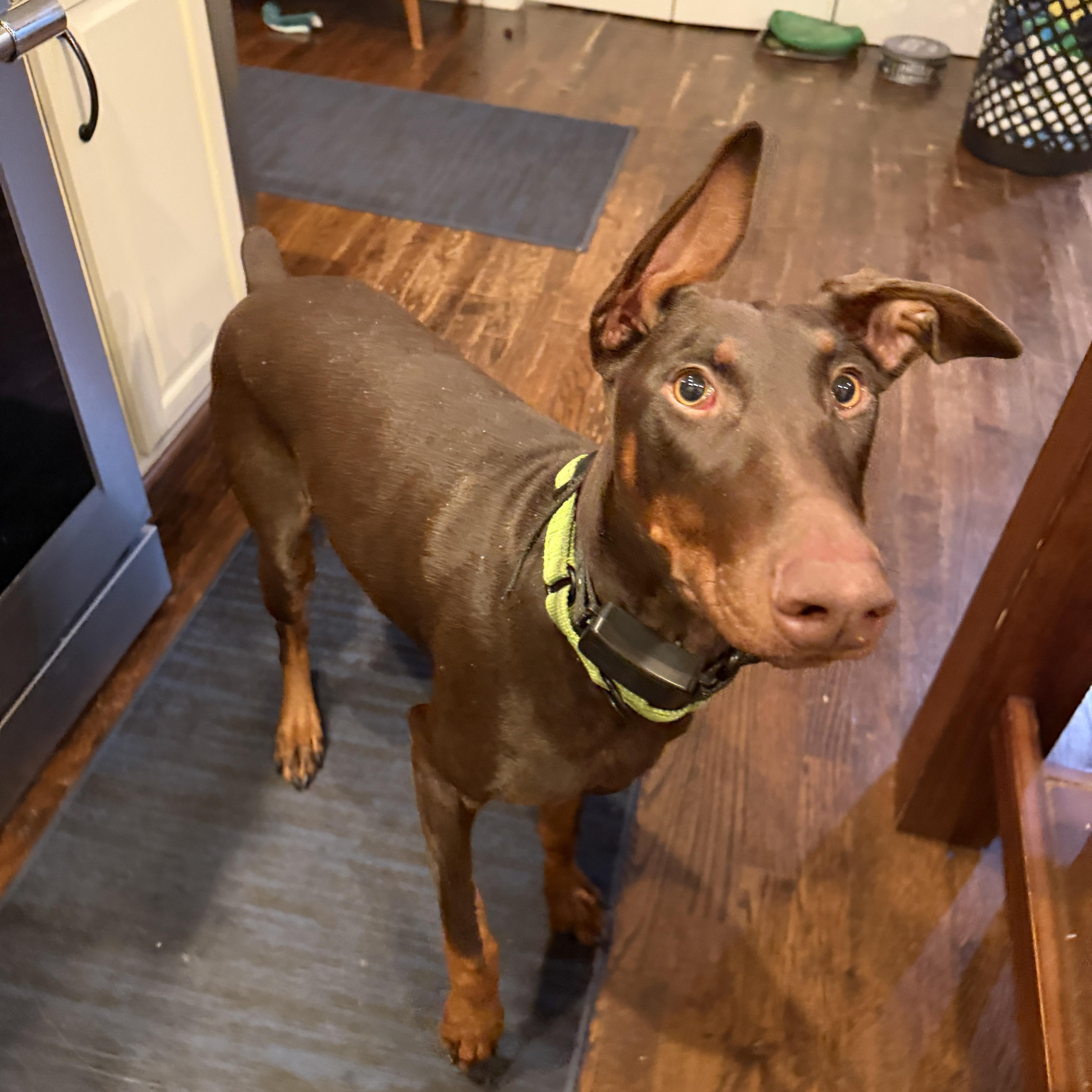 Enlarge Maggie May, a ADOPTABLE Doberman Pinscher in Nashville, TN image 3/5