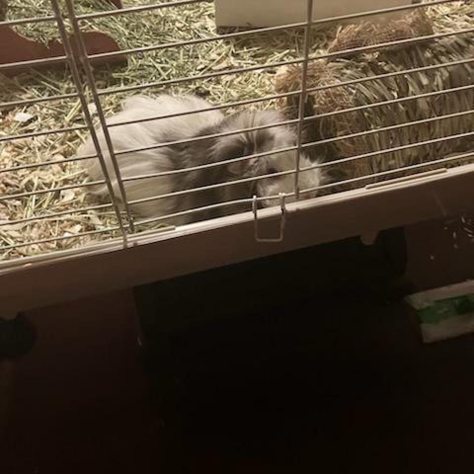 Chewy, Yoda, and Luke, a Adoptable Guinea Pig in Columbus, GA image 1/4