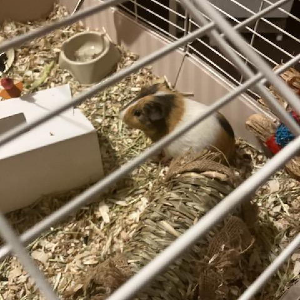 Chewy, Yoda, and Luke, a Adoptable Guinea Pig in Columbus, GA image 2/4