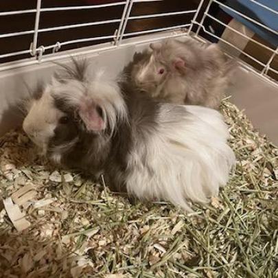Chewy, Yoda, and Luke, a Adoptable Guinea Pig in Columbus, GA image 3/4