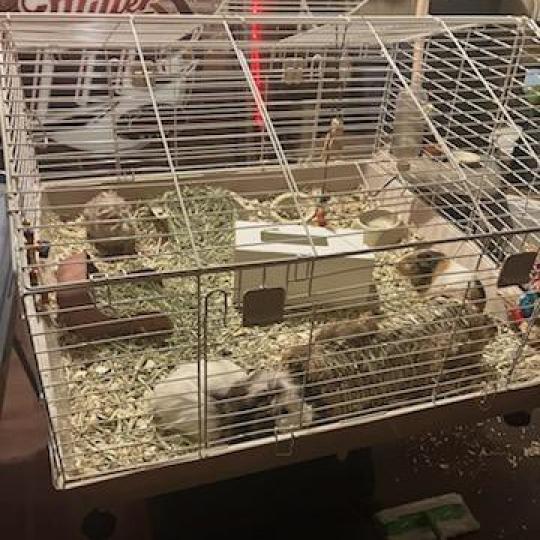 Chewy, Yoda, and Luke, a Adoptable Guinea Pig in Columbus, GA image 4/4