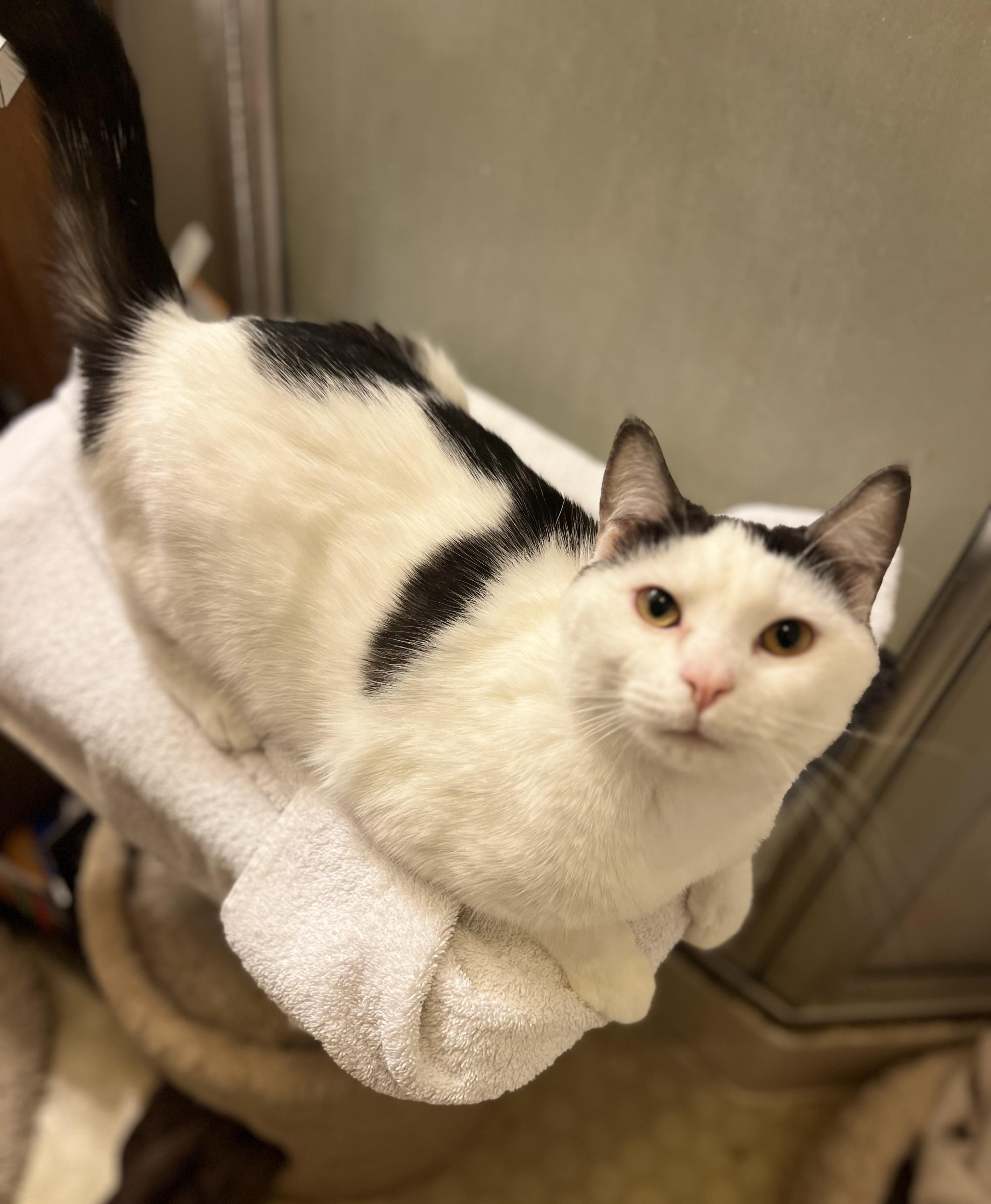 Meet Henry & Moose – A Loving Pair Looking for Their Forever Home!