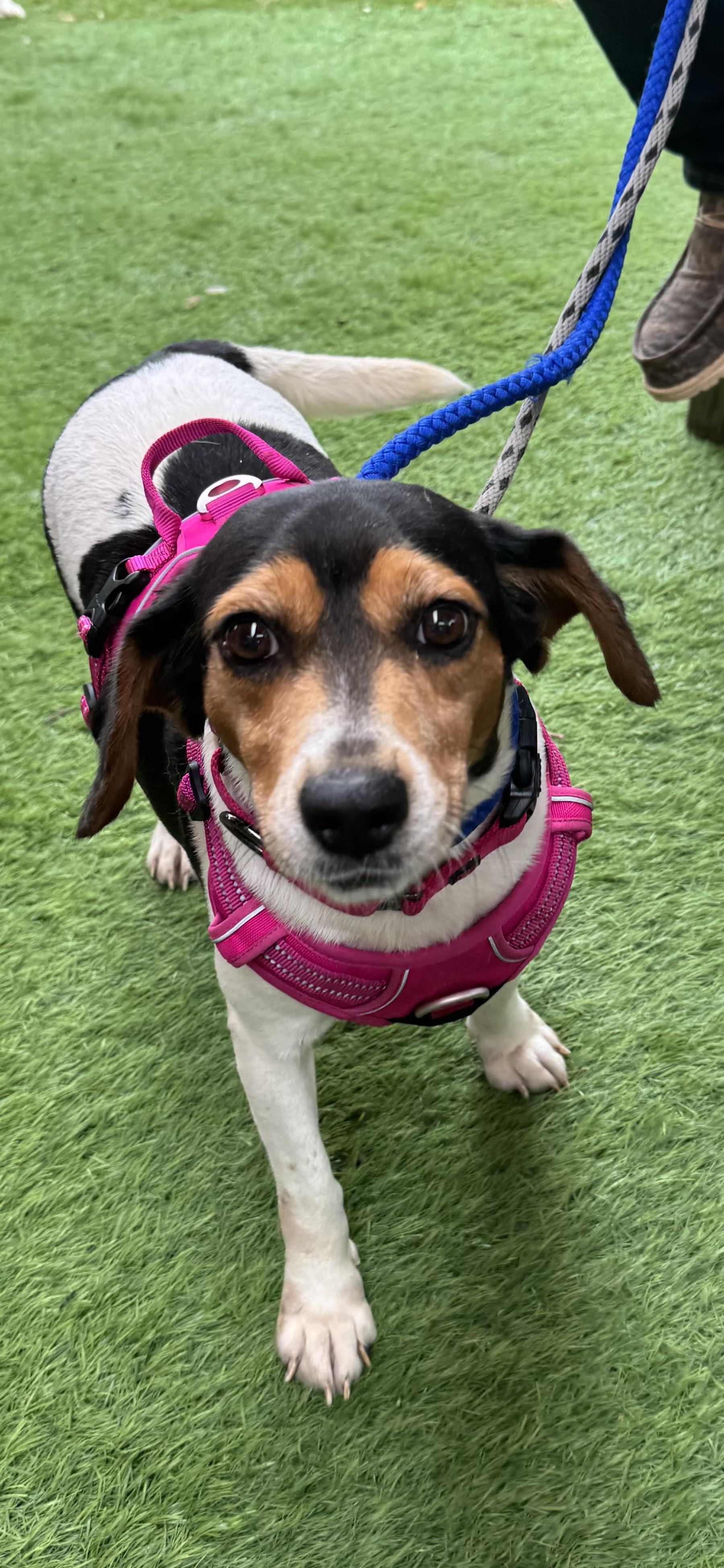 Enlarge Liberty Belle, a ADOPTABLE mixed breed in Grandy, NC image 4/4