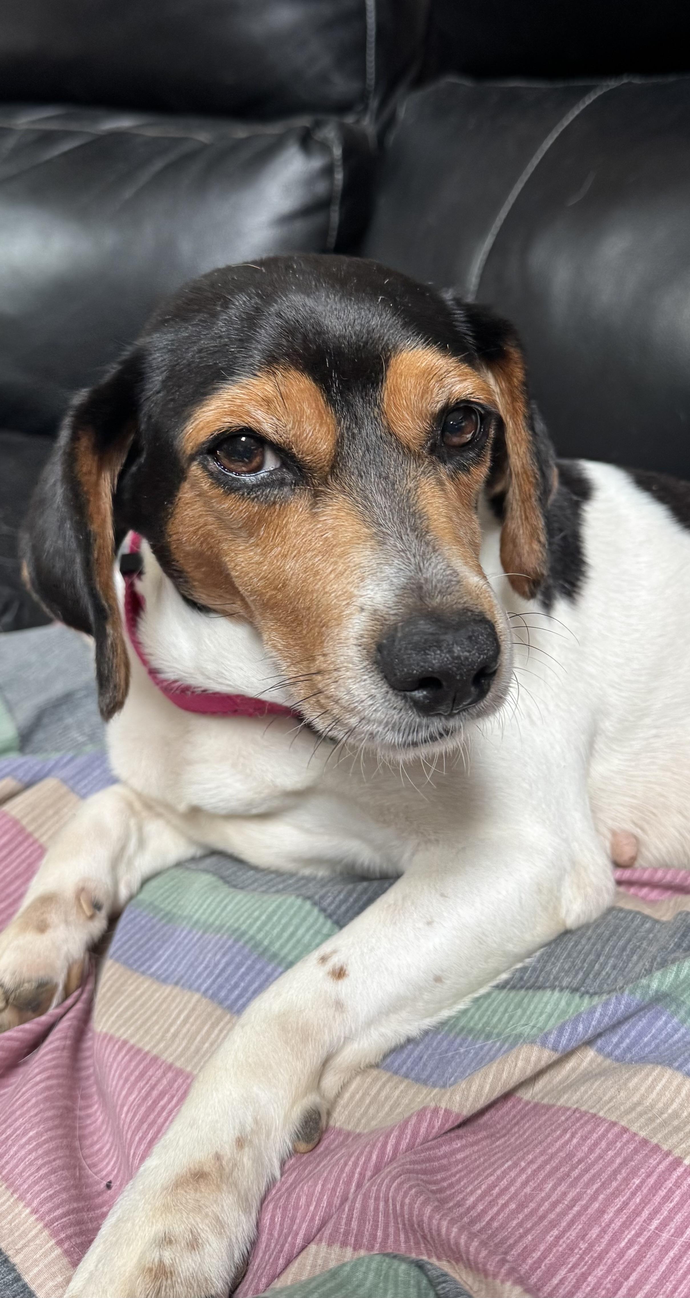 Enlarge Liberty Belle, a ADOPTABLE mixed breed in Grandy, NC image 3/4
