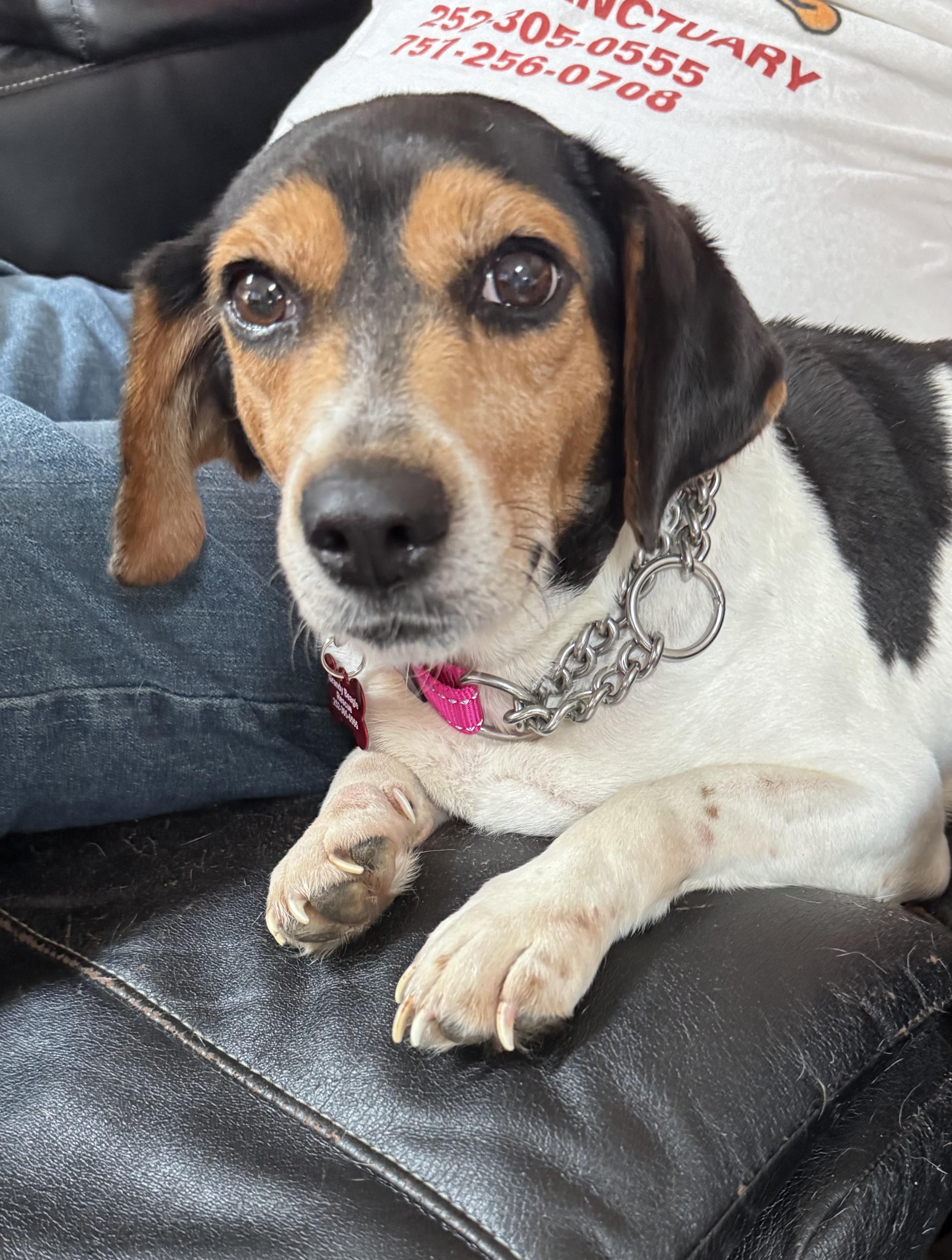 Liberty Belle, ADOPTABLE, Adult Female Beagle.