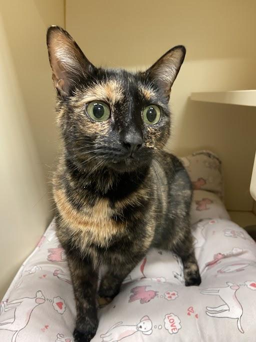 Jewel, ADOPTABLE, Young Female Domestic Short Hair.