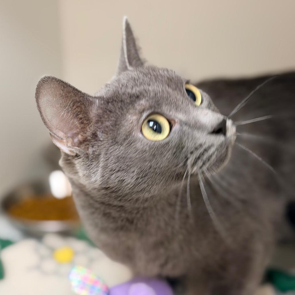 Princess, Adoptable, Young Female Domestic Short Hair.