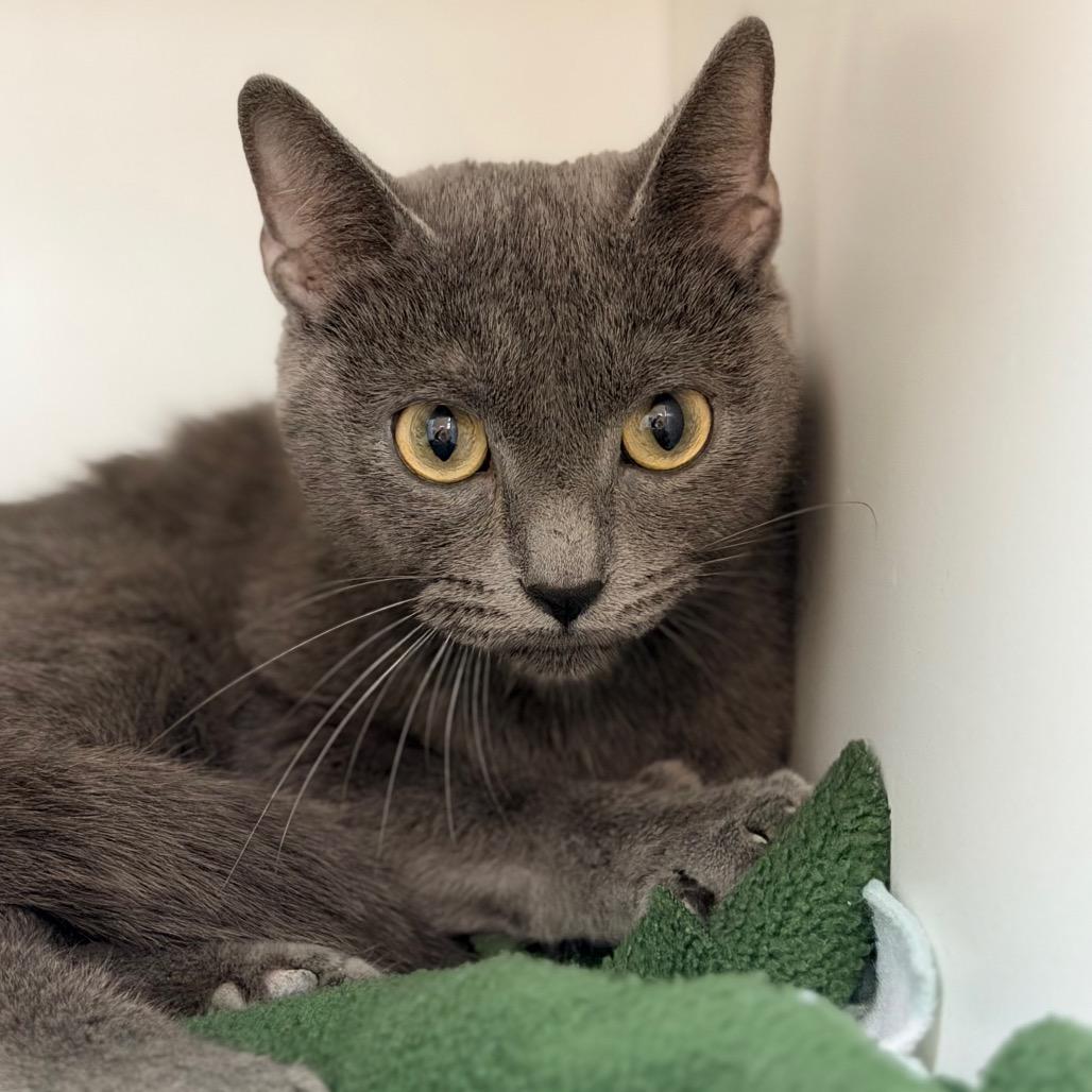 Enlarge Princess, a Adoptable Domestic Short Hair in Champaign, IL image 2/5