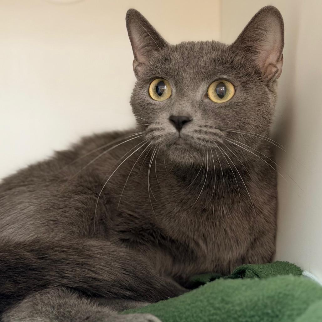 Enlarge Princess, a Adoptable Domestic Short Hair in Champaign, IL image 3/5