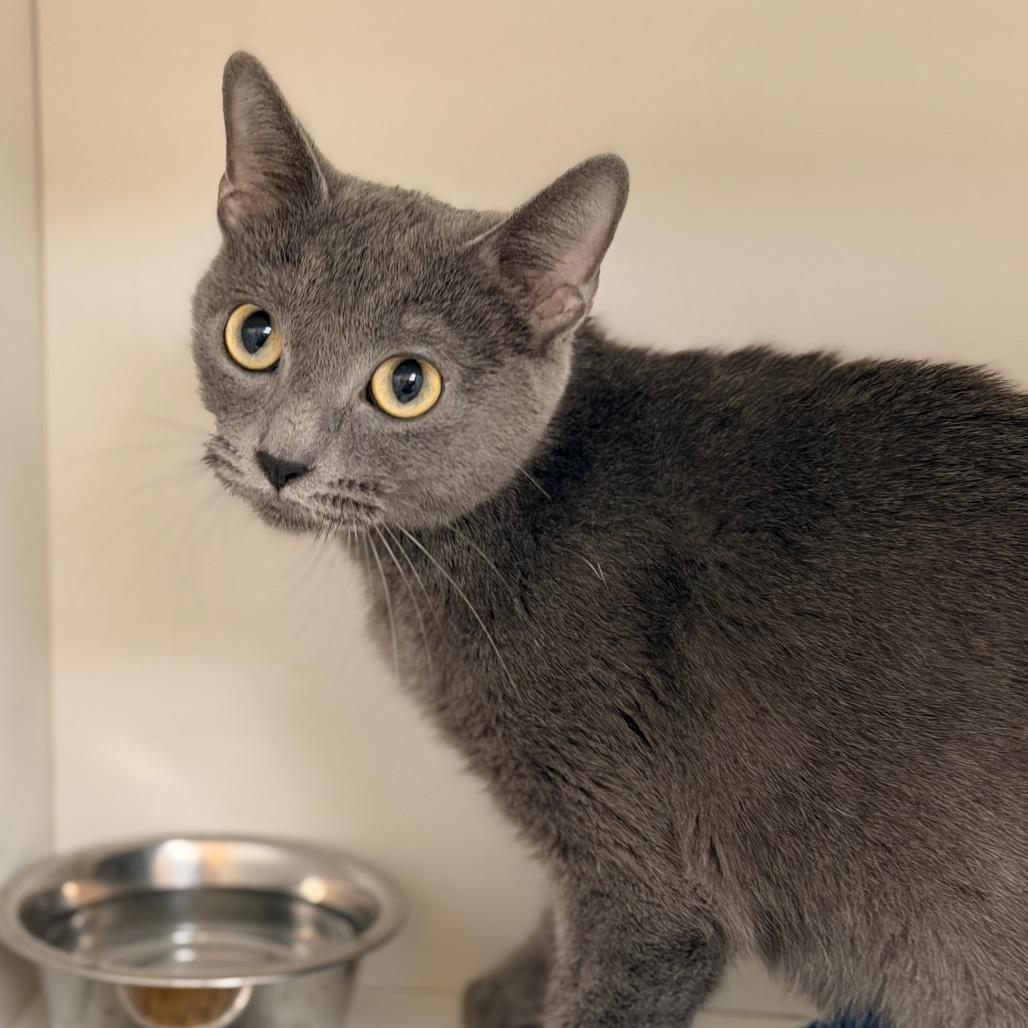 Enlarge Princess, a Adoptable Domestic Short Hair in Champaign, IL image 4/5