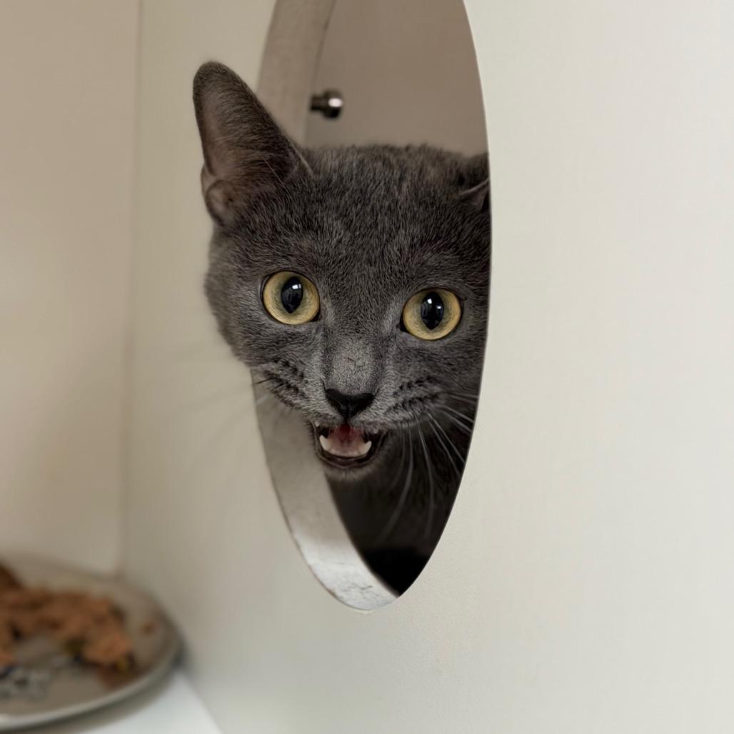 Enlarge Princess, a Adoptable Domestic Short Hair in Champaign, IL image 5/5