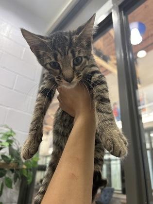 Enlarge Blaidd (153827) (In a Foster Home), a Adoptable Domestic Short Hair in Baton Rouge, LA image 1/4