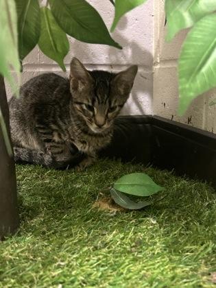 Enlarge Blaidd (153827) (In a Foster Home), a Adoptable Domestic Short Hair in Baton Rouge, LA image 2/4