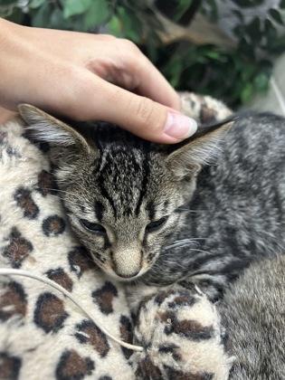 Enlarge Blaidd (153827) (In a Foster Home), a Adoptable Domestic Short Hair in Baton Rouge, LA image 3/4