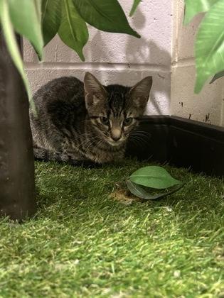 Enlarge Blaidd (153827) (In a Foster Home), a Adoptable Domestic Short Hair in Baton Rouge, LA image 4/4