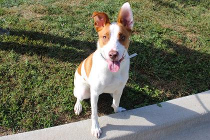 Freya, Adoptable, Adult Female Mixed Breed & Mixed Breed.