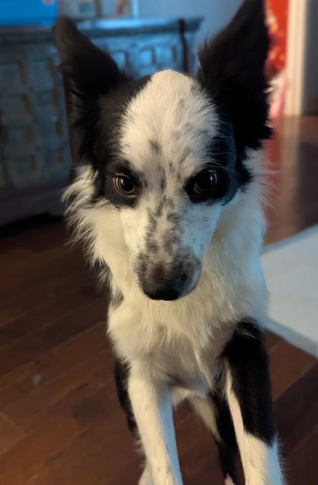 Arlo TN, Adoptable, Adult Male Australian Shepherd & Border Collie.
