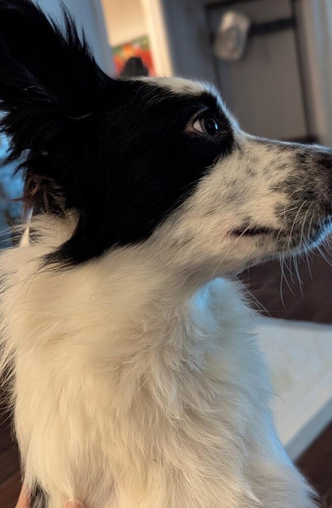 Arlo TN, Adoptable, Adult Male Australian Shepherd & Border Collie.