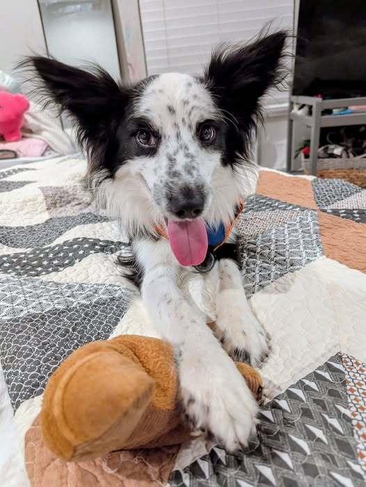 Arlo TN, a Adoptable mixed breed in Nashville, TN image 2/6