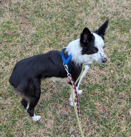 Arlo TN, a Adoptable mixed breed in Nashville, TN image 4/6