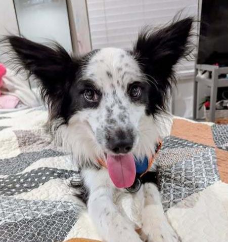 Arlo TN, a Adoptable mixed breed in Nashville, TN image 2/3