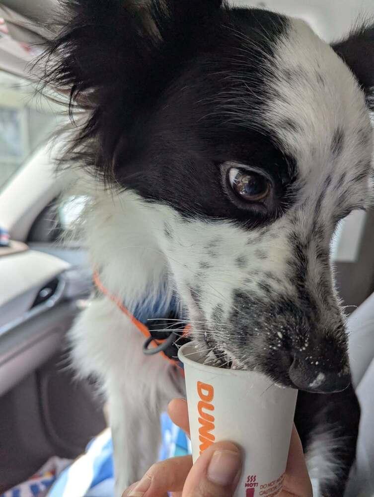 Arlo TN, a Adoptable mixed breed in Nashville, TN image 3/3