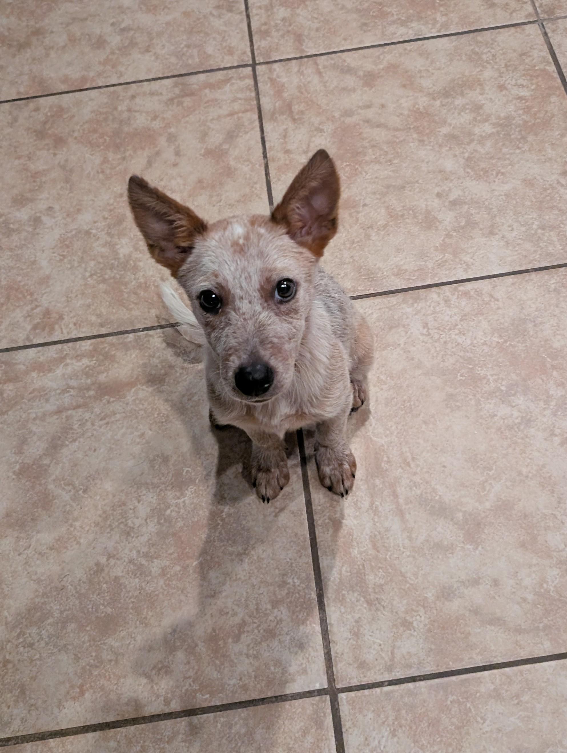 Joey, Adoptable, Puppy Male Australian Cattle Dog / Blue Heeler.