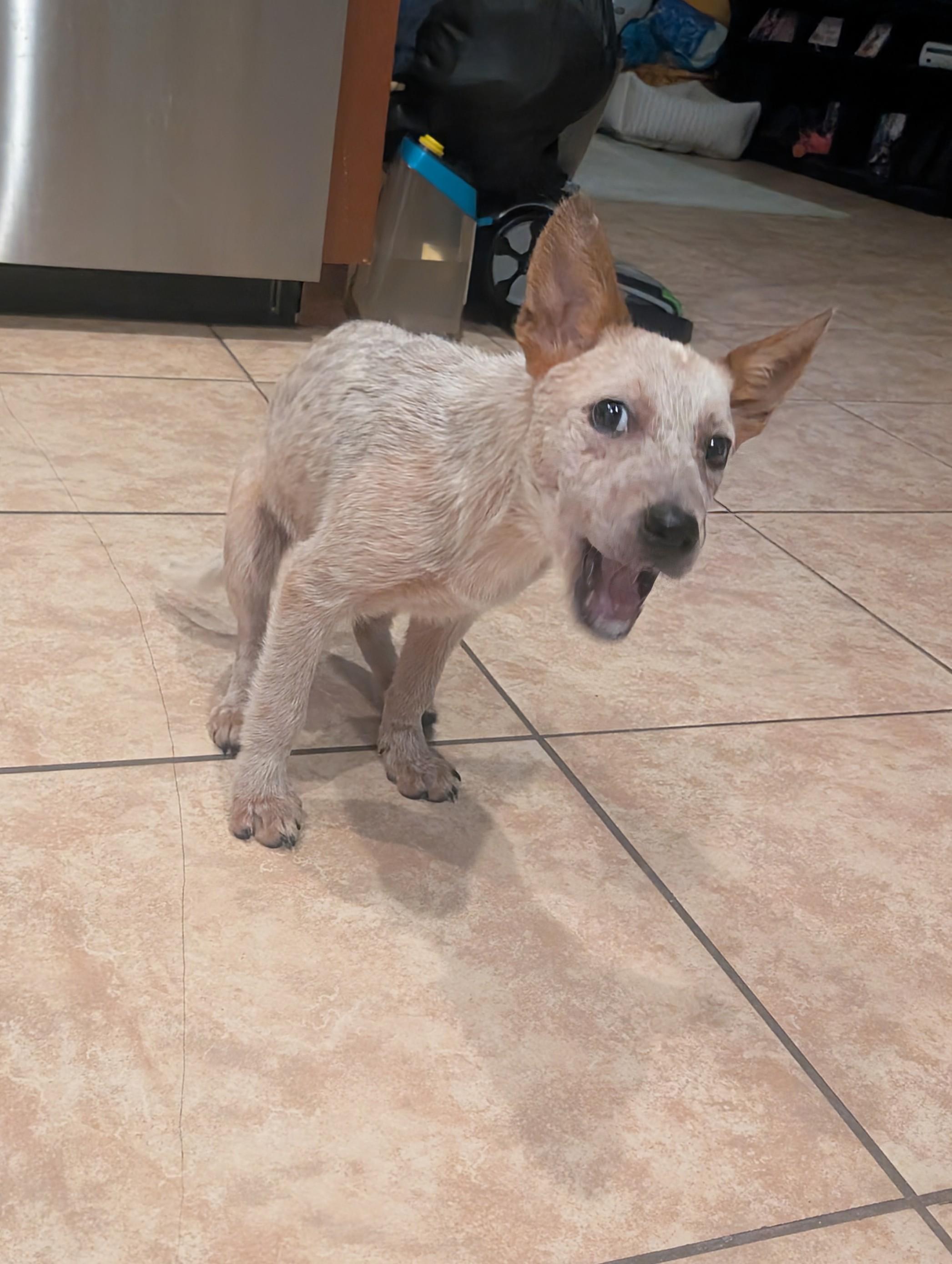 Enlarge Joey, a Adoptable mixed breed in Bradenton, FL image 2/6