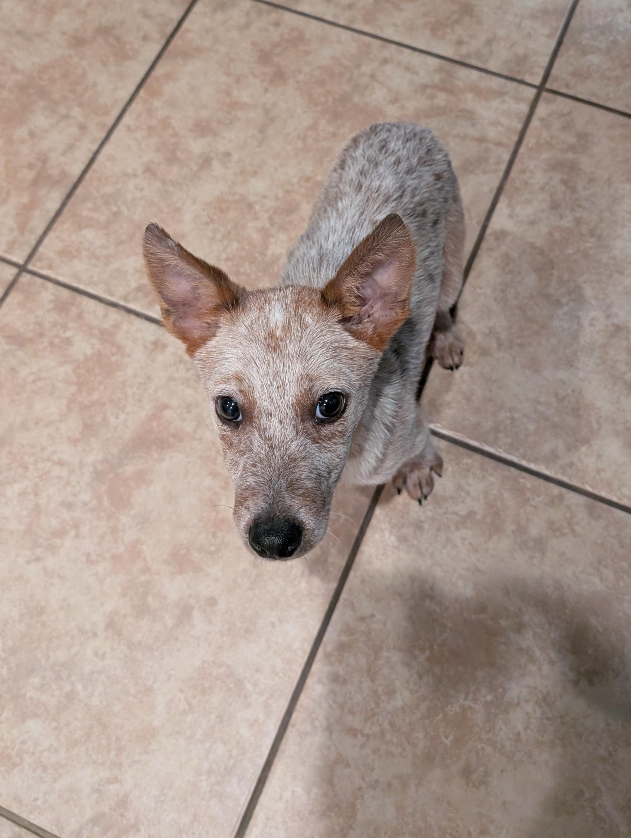 Enlarge Joey, a Adoptable mixed breed in Bradenton, FL image 3/6