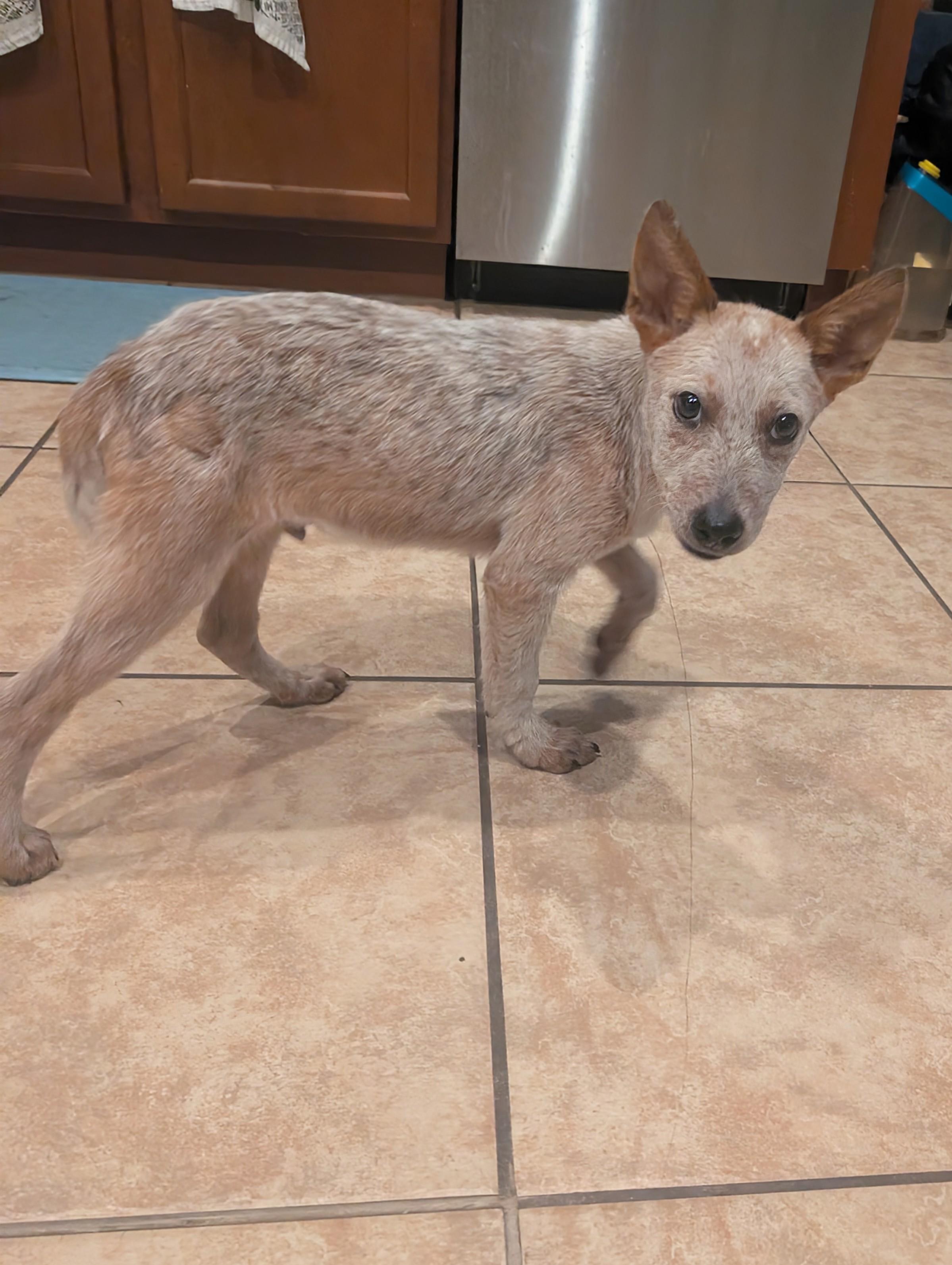 Enlarge Joey, a Adoptable mixed breed in Bradenton, FL image 4/6