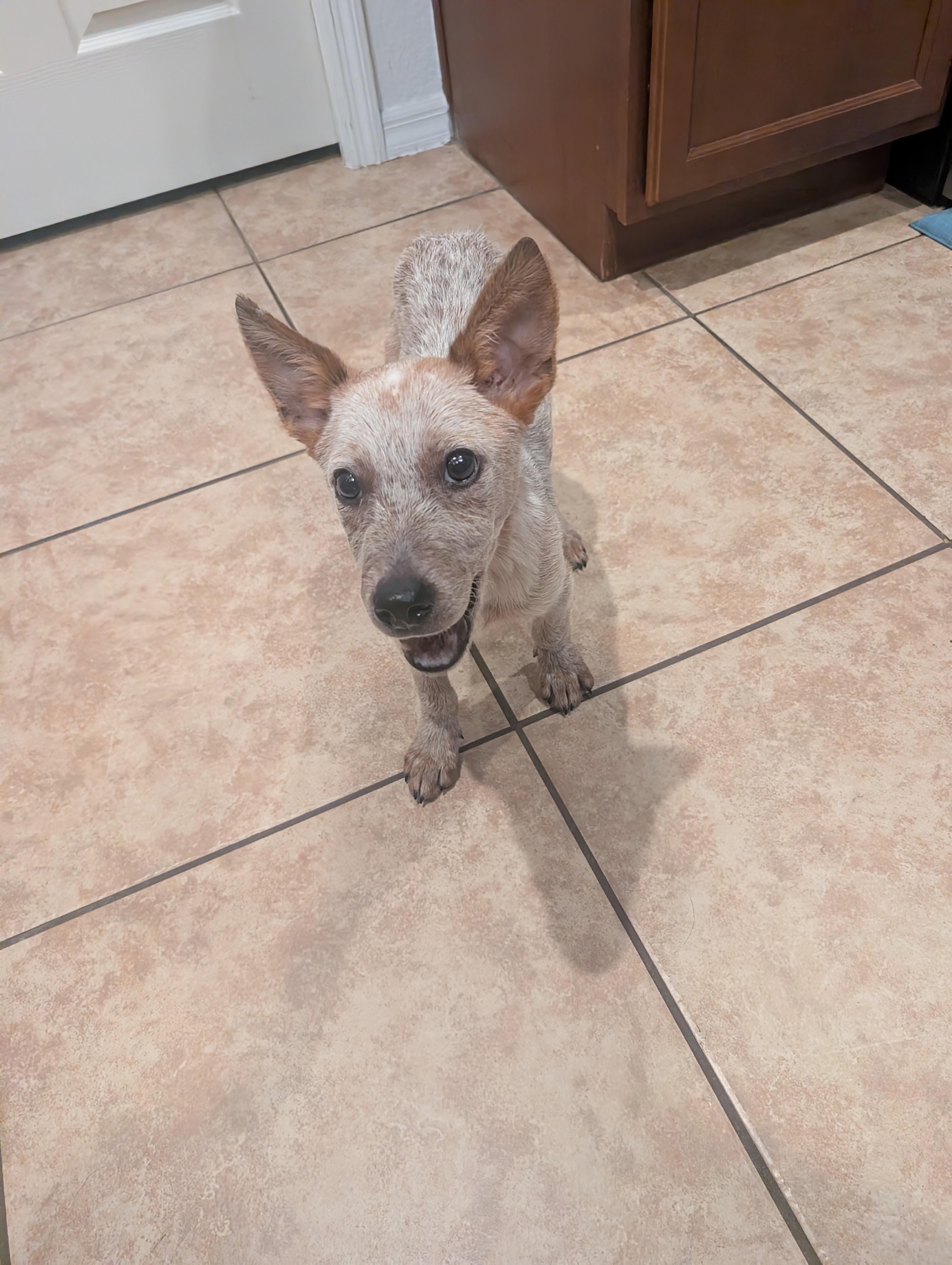 Enlarge Joey, a Adoptable mixed breed in Bradenton, FL image 5/6