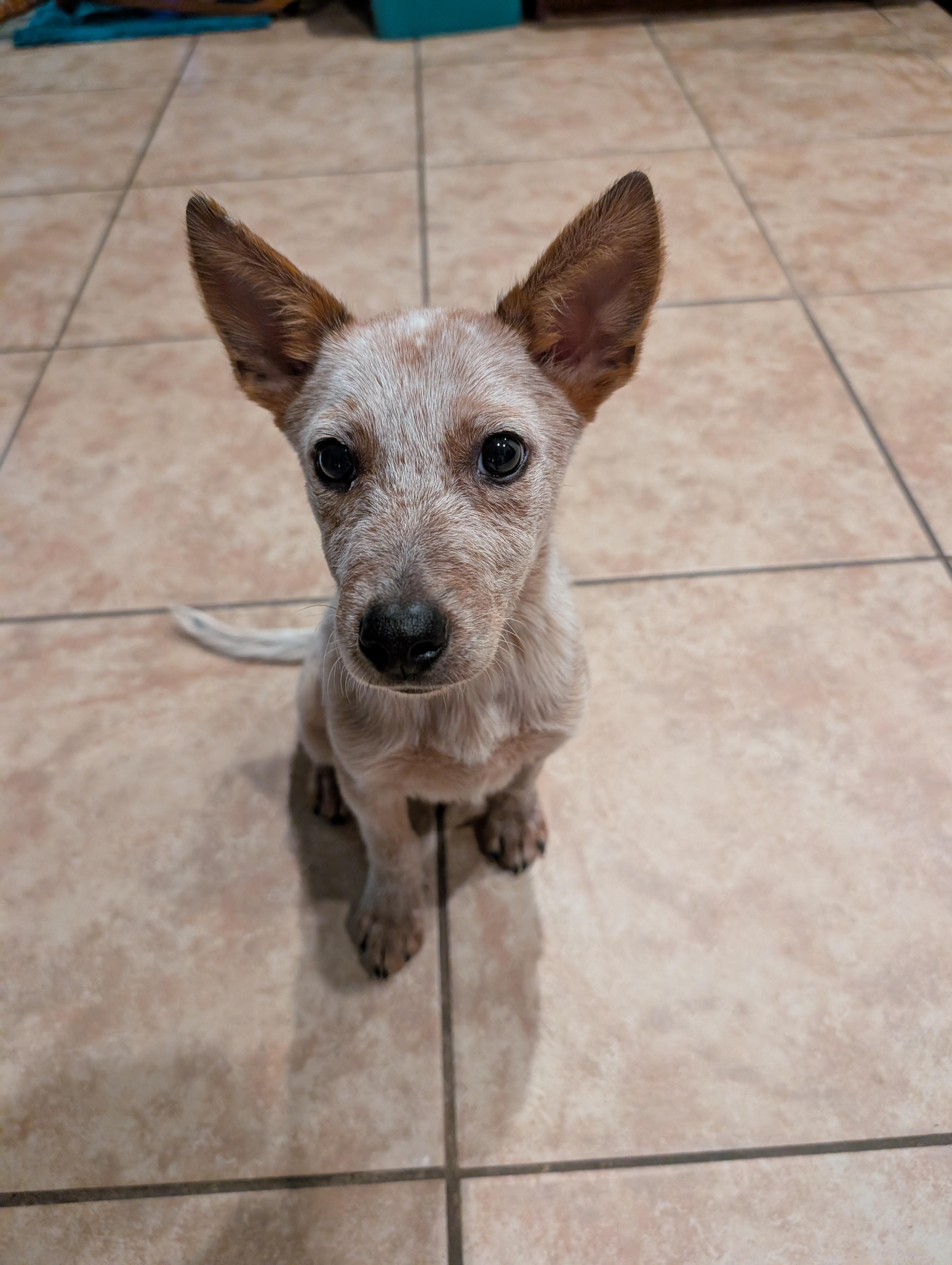 Enlarge Joey, a Adoptable mixed breed in Bradenton, FL image 6/6