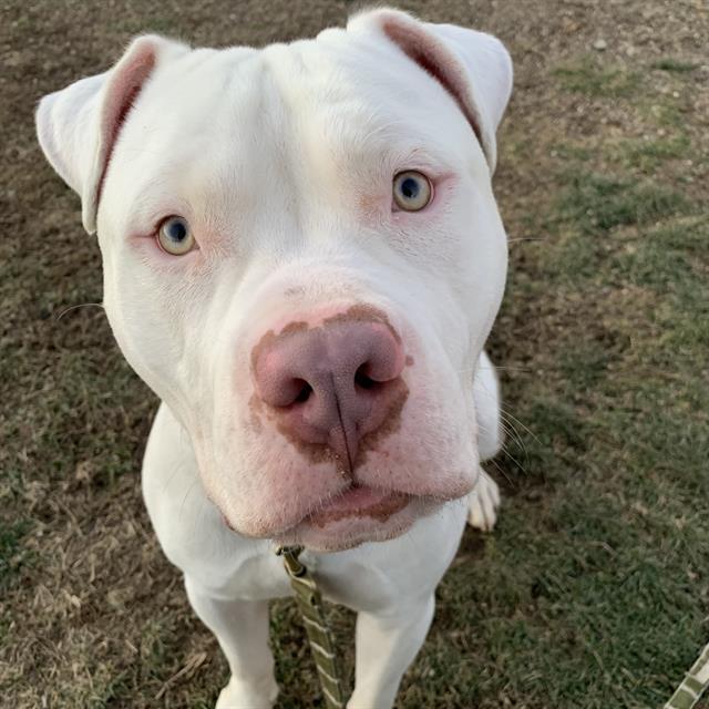 BRONX, Adoptable, Young Male American Bulldog & Mixed Breed.