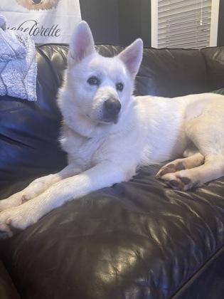 Dolly, Adoptable, Adult Female Siberian Husky & Mixed Breed.