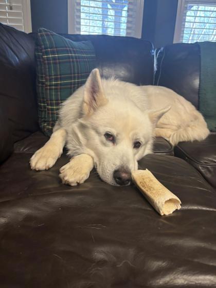 Enlarge Dolly, a Adoptable mixed breed in Cumming, GA image 2/4