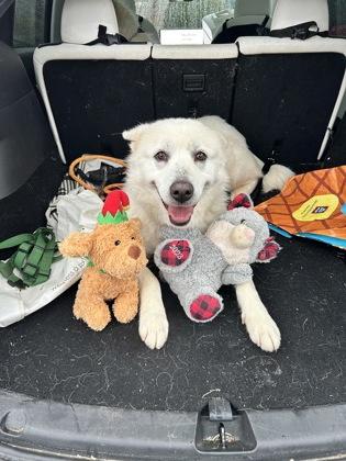 Enlarge Dolly, a Adoptable mixed breed in Cumming, GA image 3/4