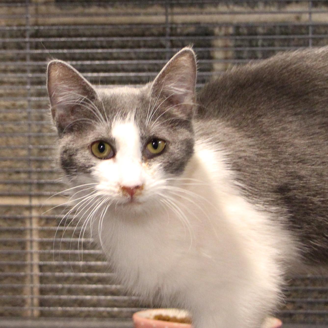 Enlarge Gomer Pyle, a ADOPTABLE mixed breed in Harrisburg, PA image 1/2