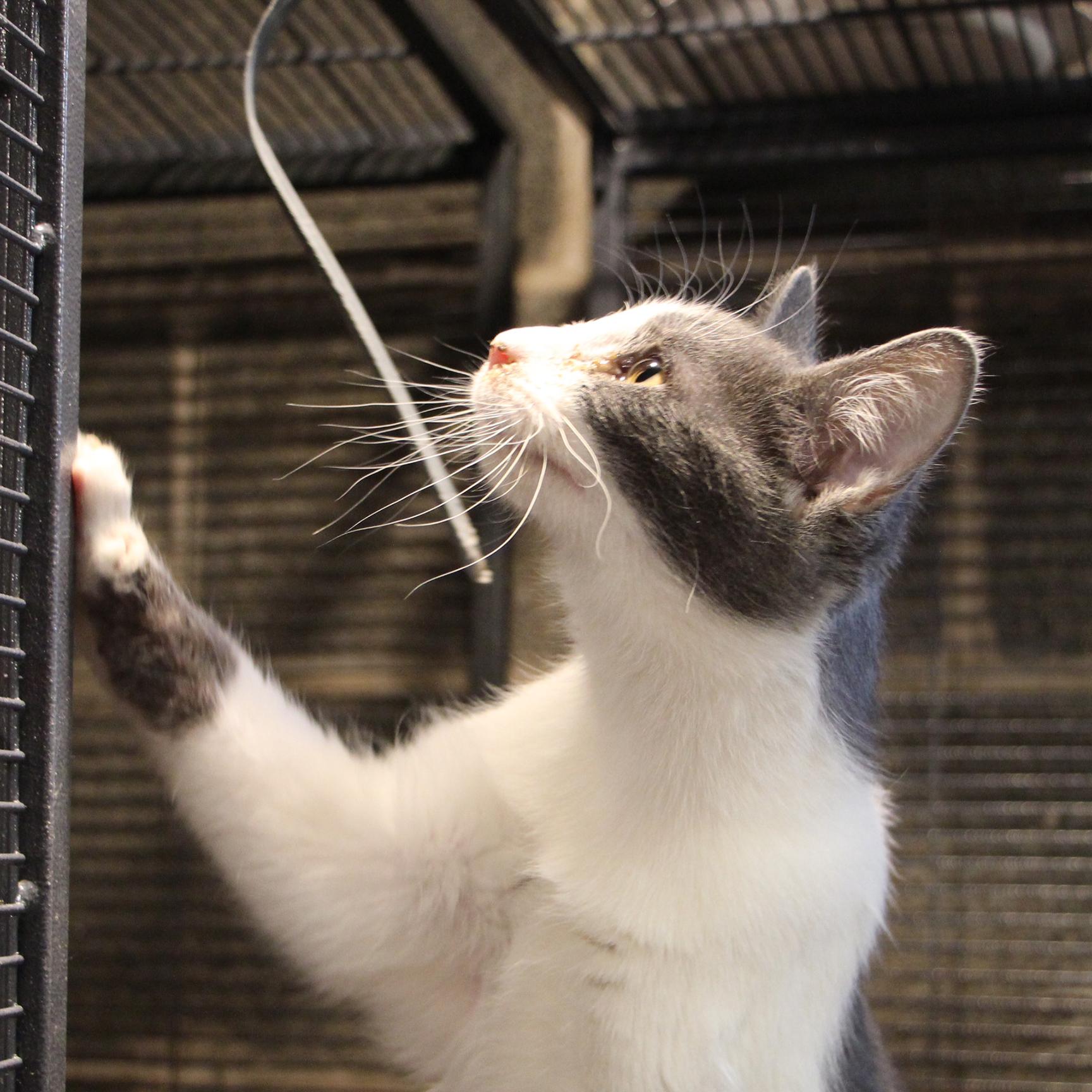 Gomer Pyle thumbnail 2