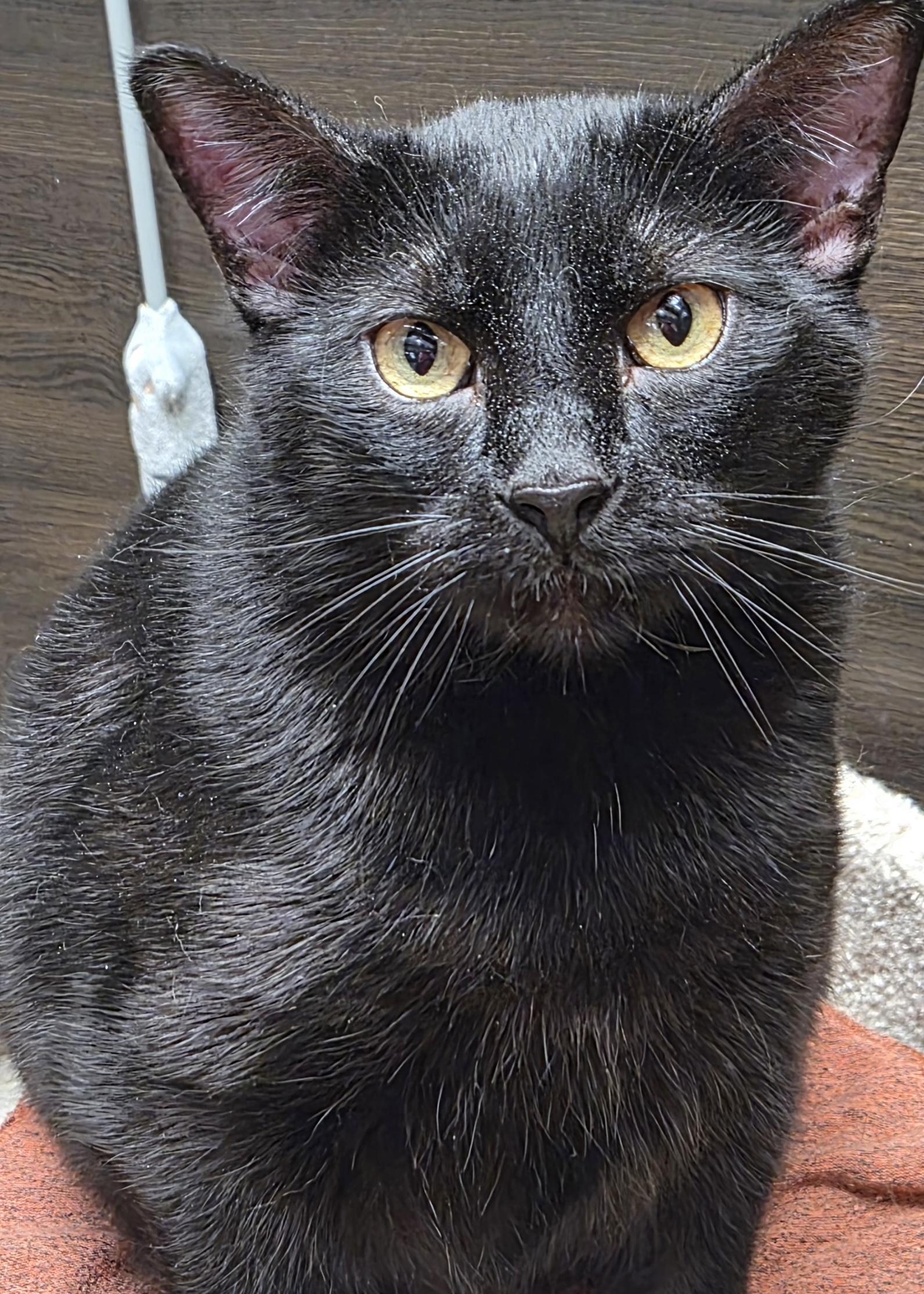 Enlarge Niko, an adopted Domestic Short Hair in Belleville, IL image 2/2